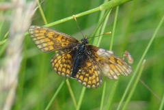 Melitaea parthenoides
