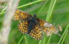 Melitaea parthenoides