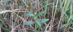 Alternanthera philoxeroides