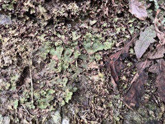 Marchantia emarginata