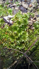 Rosulabryum