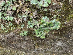 Marchantia emarginata