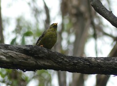 Manorina melanophrys