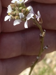 Erucaria rostrata