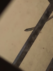 Dendrelaphis tristis