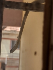 Dendrelaphis tristis