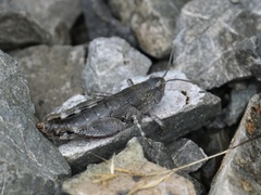 Brachaspis nivalis
