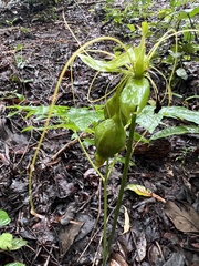 Tacca leontopetaloides