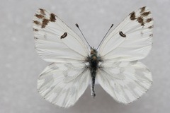 Pontia chloridice