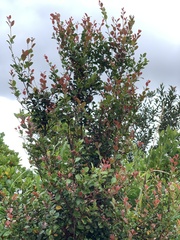 Syzygium elliptifolium