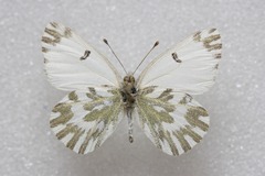Pontia chloridice