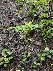 Tacca leontopetaloides