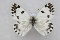 Pontia chloridice