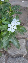 Vinca minor