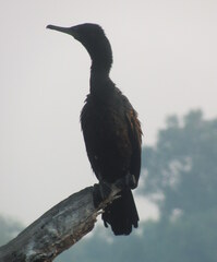 Phalacrocorax fuscicollis
