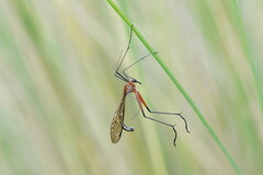Harpobittacus australis