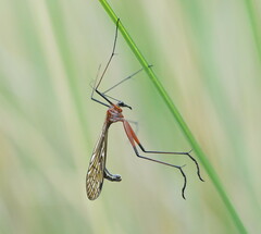 Harpobittacus australis