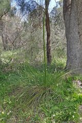 Xanthorrhoea brunonis