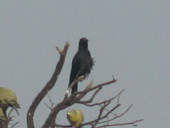 Corvus macrorhynchos