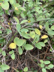 Wikstroemia indica