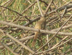 Prinia inornata