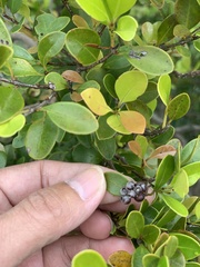 Syzygium elliptifolium