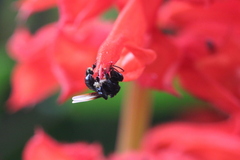 Tetragonilla