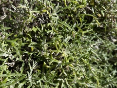 Eriophyllum staechadifolium