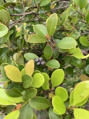Syzygium elliptifolium