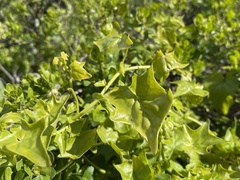 Delairea odorata