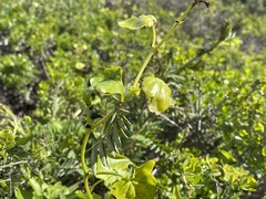 Delairea odorata