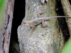 Anolis serranoi
