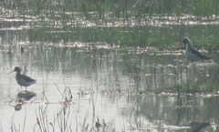 Himantopus himantopus