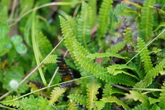 Blechnum penna-marina
