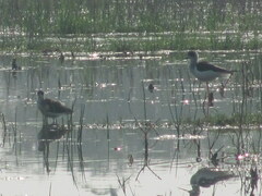 Himantopus himantopus