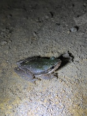 Litoria adelaidensis