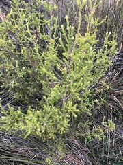 Melaleuca squamea