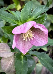 Helleborus orientalis