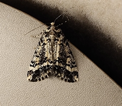 Pseudocoremia leucelaea