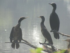 Phalacrocorax fuscicollis