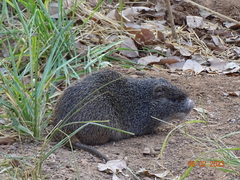 Thryonomys swinderianus