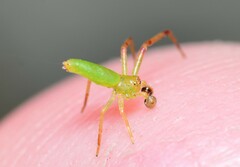 Cetratus