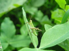 Gomphomastax clavata clavata