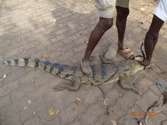 Crocodylidae