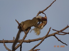 Heliosciurus gambianus