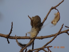 Heliosciurus gambianus