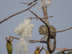 Heliosciurus gambianus