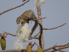Heliosciurus gambianus