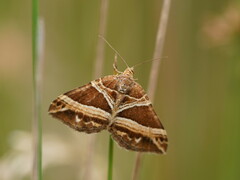 Chrysolarentia conifasciata