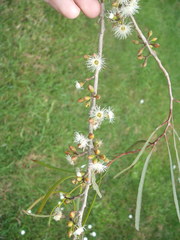 Eucalyptus viridis